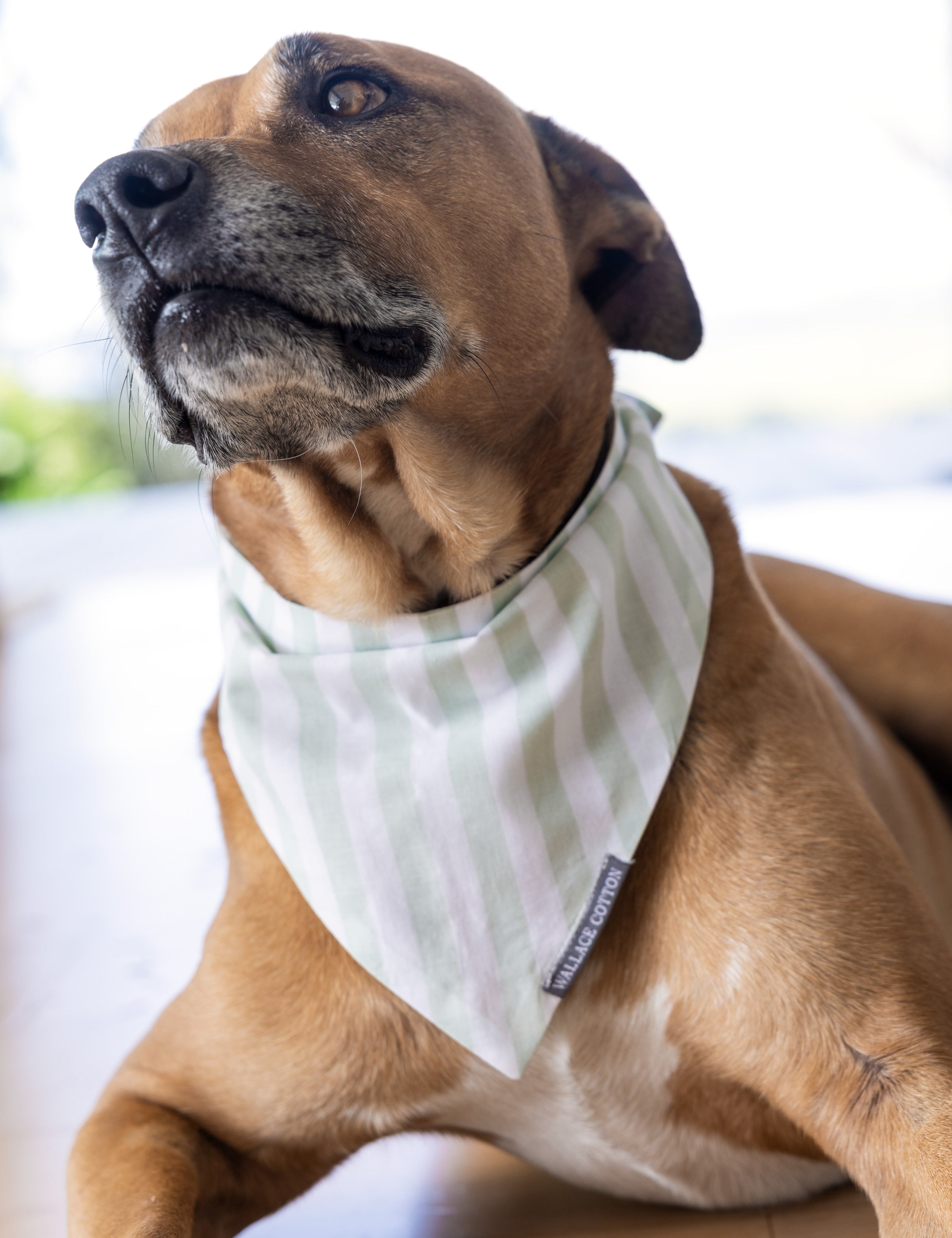 Riley Dog Bandana | Green Stripe-2