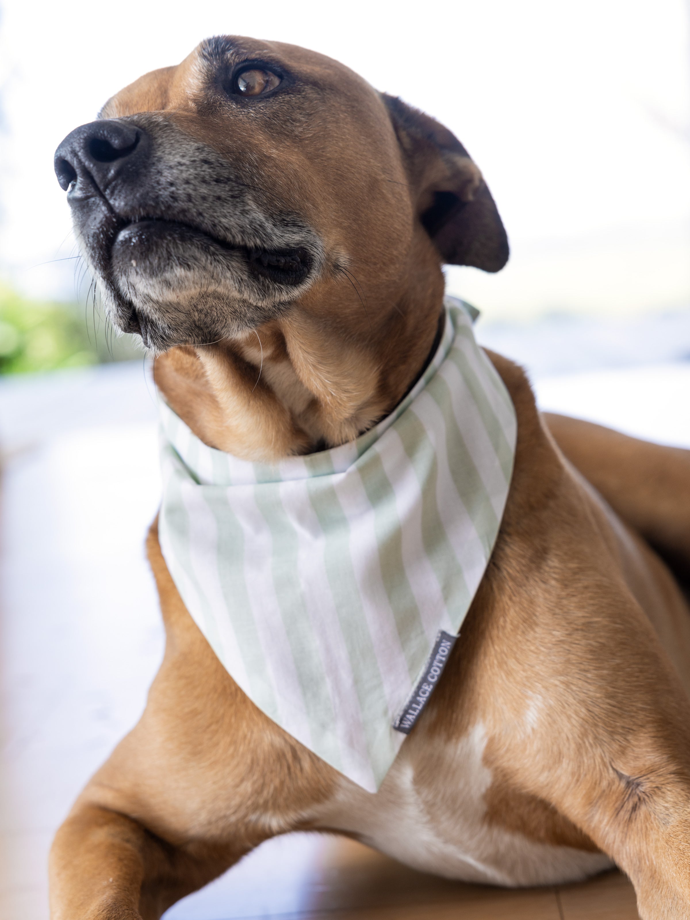 Riley Dog Bandana | Green Stripe-2